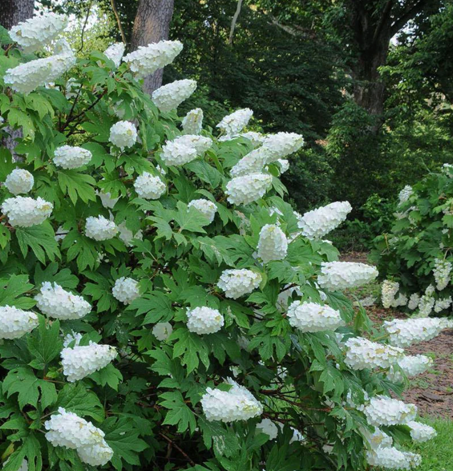 Hydrangea ‘Snow Queen’ – Oakleaf Hydrangea- North America native shrub (2 plants)