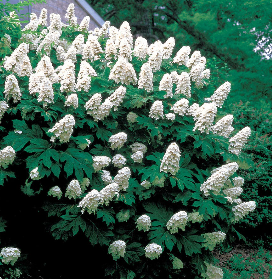 Hydrangea ‘Snow Queen’ – Oakleaf Hydrangea- North America native shrub (2 plants)