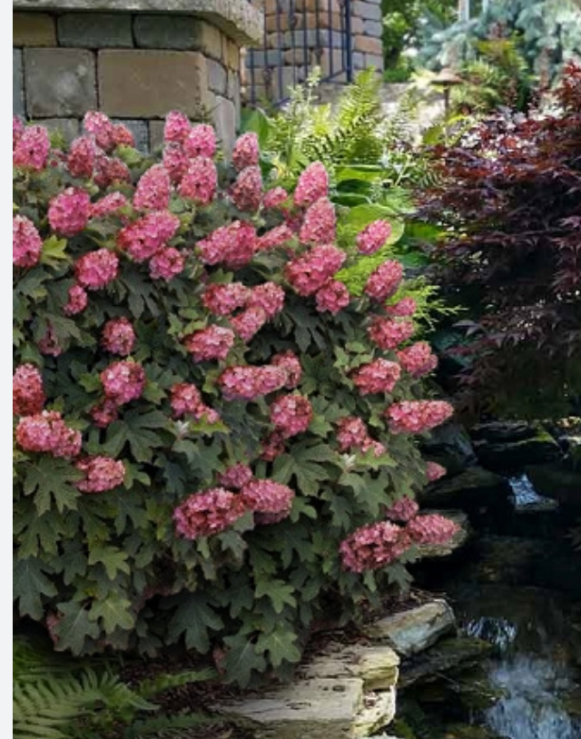 Hydrangea ‘Snow Queen’ – Oakleaf Hydrangea- North America native shrub (2 plants)