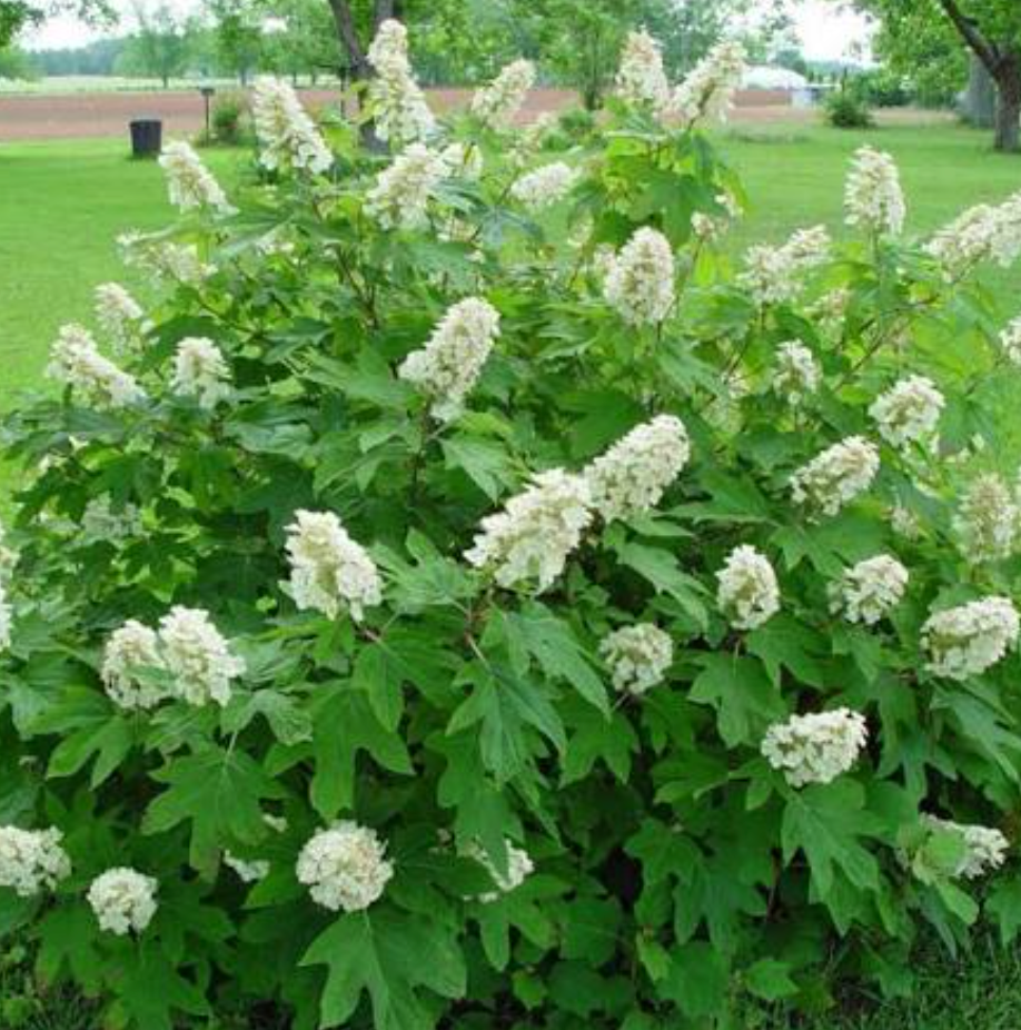 Hydrangea ‘Snow Queen’ – Oakleaf Hydrangea- North America native shrub (2 plants)