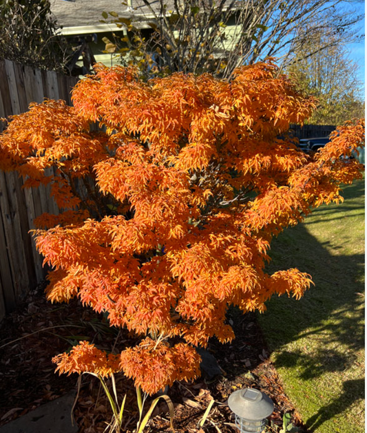Acer palmatum 'Shishigashira' Lion's Head Japanese Maple (7 Gallon) - PICK-UP ONLY