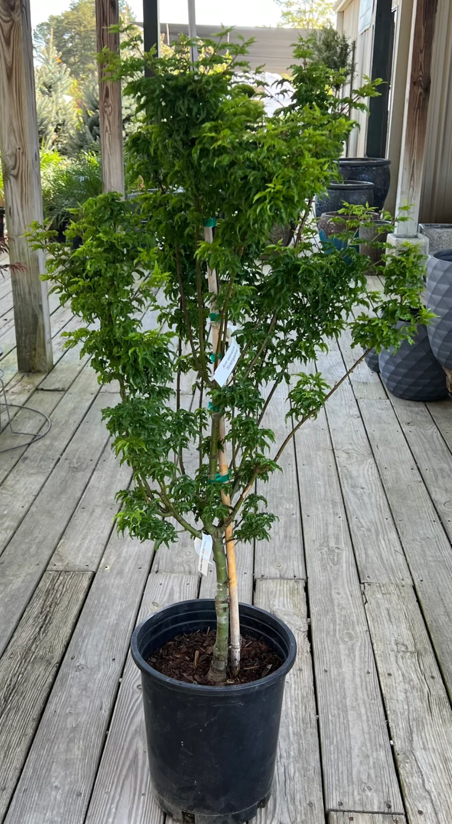 Acer palmatum 'Shishigashira' Lion's Head Japanese Maple (7 Gallon) - PICK-UP ONLY