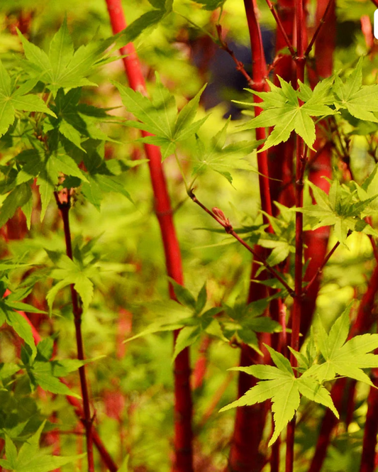 Acer palmatum ‘Sango-kaku’ — Coral Bark Japanese Maple  #15  Approx. 6' - PICK-UP ONLY