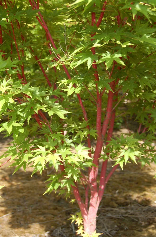 Acer palmatum ‘Sango-kaku’ — Coral Bark Japanese Maple  #15  Approx. 6' - PICK-UP ONLY