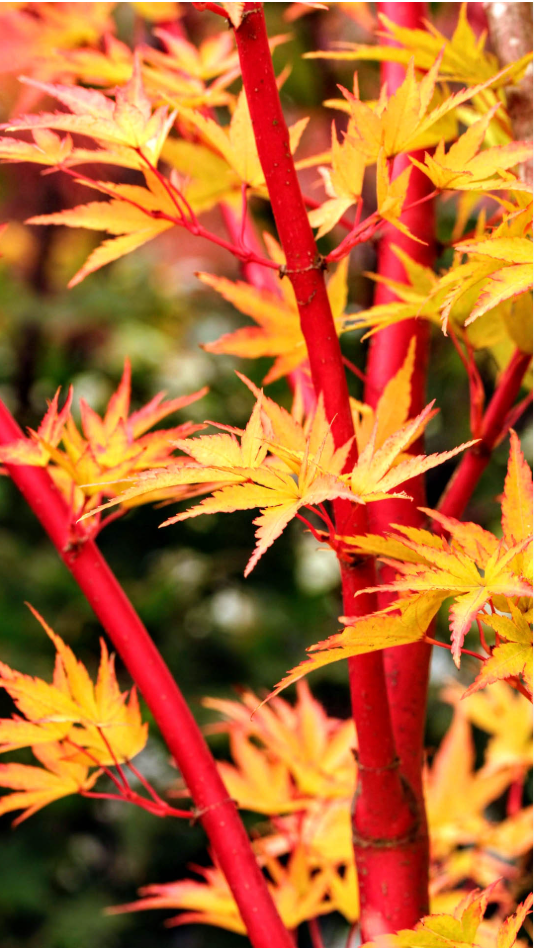 Acer palmatum ‘Sango-kaku’ — Coral Bark Japanese Maple  #15  Approx. 6' - PICK-UP ONLY