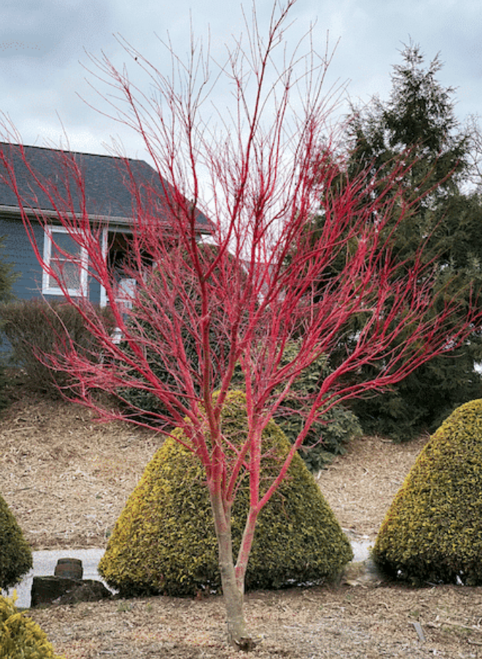 Acer palmatum ‘Sango-kaku’ — Coral Bark Japanese Maple  #15  Approx. 6' - PICK-UP ONLY