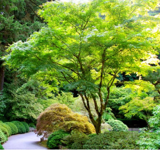 Acer palmatum ‘Seiryu’ — Laceleaf Japanese Maple | 10 Gallon | Approx. 6'- PICK-UP ONLY