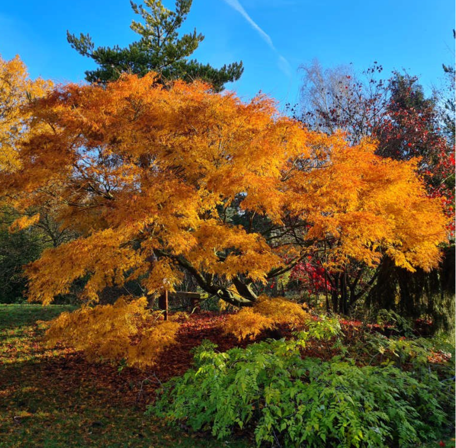 Acer palmatum ‘Seiryu’ — Laceleaf Japanese Maple | 10 Gallon | Approx. 6'- PICK-UP ONLY
