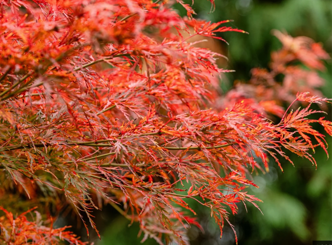 Acer palmatum ‘Seiryu’ — Laceleaf Japanese Maple | 10 Gallon | Approx. 6'- PICK-UP ONLY