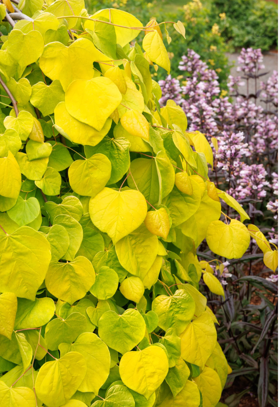 ‘Golden Falls’ — Weeping Golden Redbud | 10 Gallon