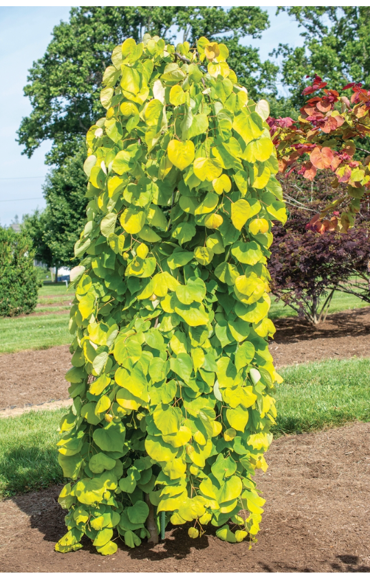 Cercis canadensis ‘Golden Falls’ — Weeping Golden Redbud | 10 Gallon - PICK-UP ONLY