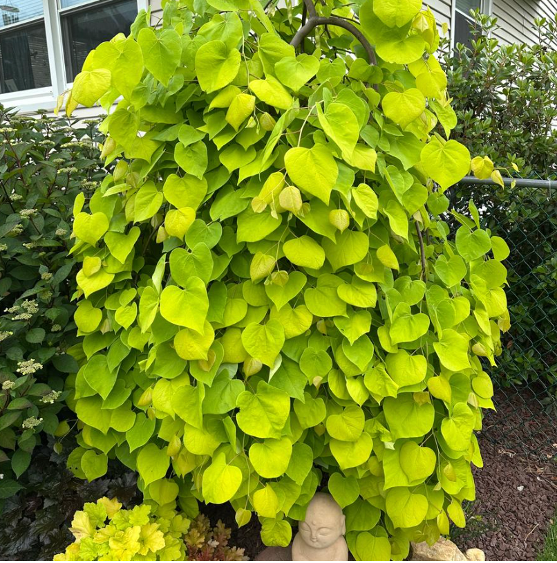 Cercis canadensis ‘Golden Falls’ — Weeping Golden Redbud | 10 Gallon - PICK-UP ONLY