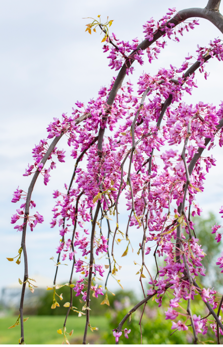 Cercis canadensis ‘Golden Falls’ — Weeping Golden Redbud | 10 Gallon - PICK-UP ONLY