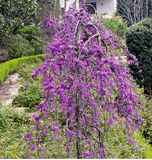 Cercis canadensis ‘Ruby Falls’ — Weeping Redbud | #10 | 6–7' - PICK-UP ONLY