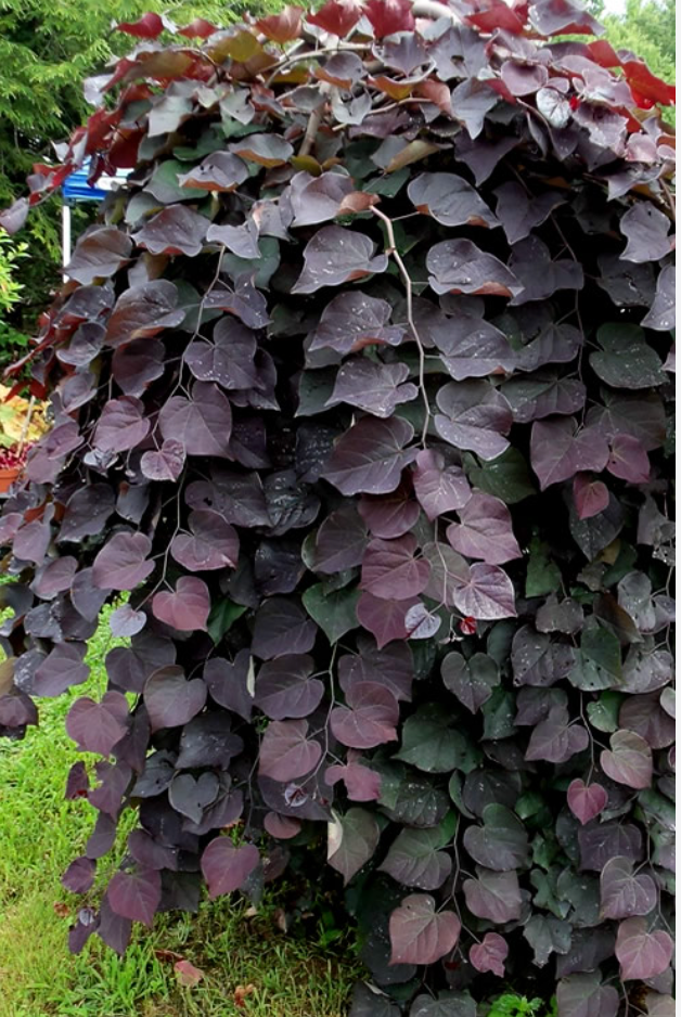 Cercis canadensis ‘Ruby Falls’ — Weeping Redbud | #10 | 6–7' - PICK-UP ONLY