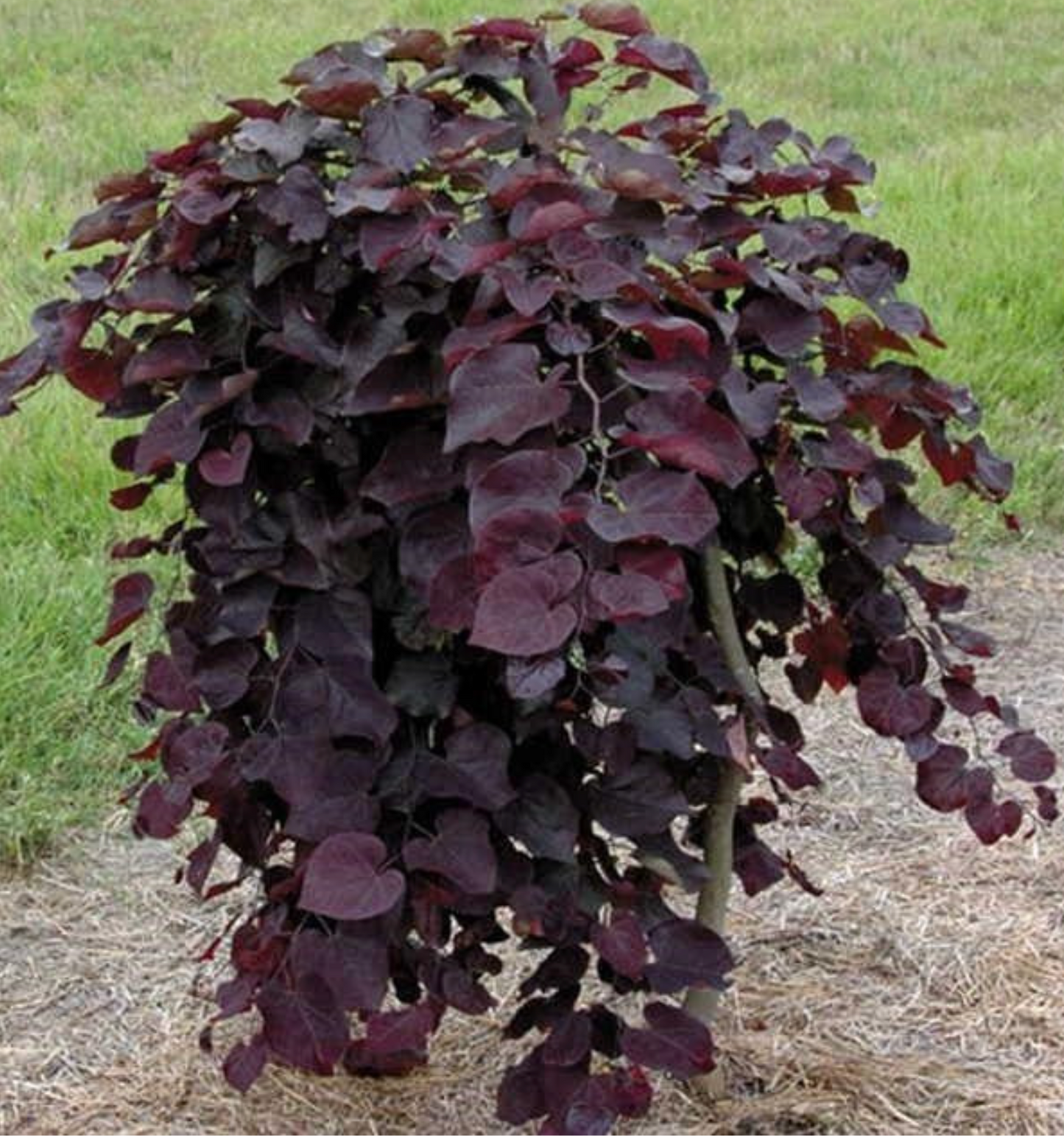 Cercis canadensis ‘Ruby Falls’ — Weeping Redbud | #10 | 6–7' - PICK-UP ONLY