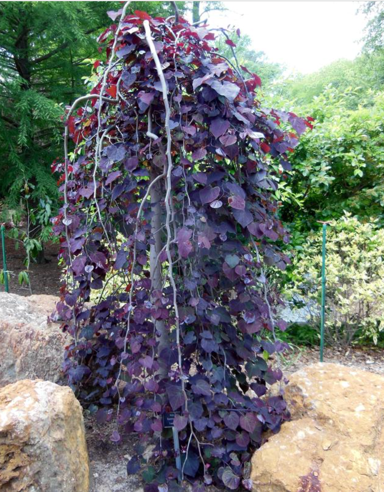 Cercis canadensis ‘Ruby Falls’ — Weeping Redbud | #10 | 6–7' - PICK-UP ONLY