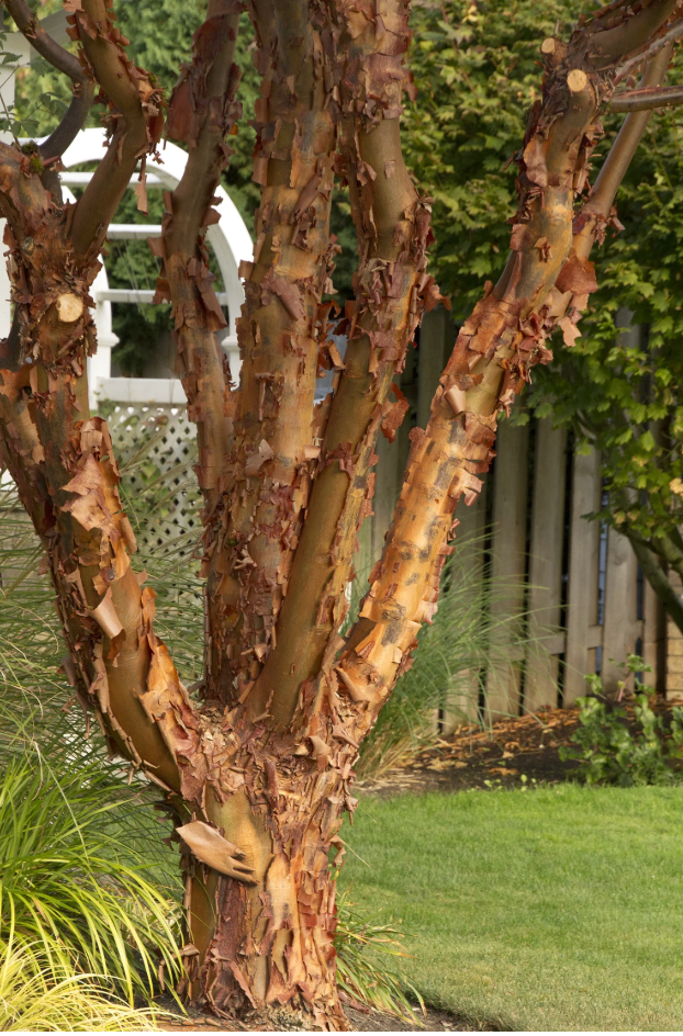 Acer griseum — Paperbark Maple | Large Specimen #10 | 6–7' - PICK-UP ONLY