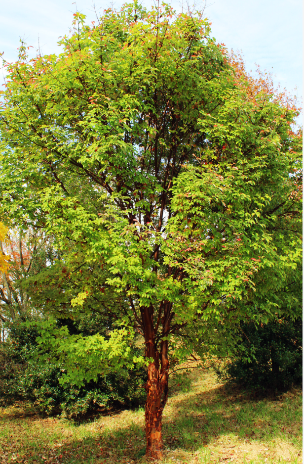 Acer griseum — Paperbark Maple | Large Specimen #10 | 6–7' - PICK-UP ONLY