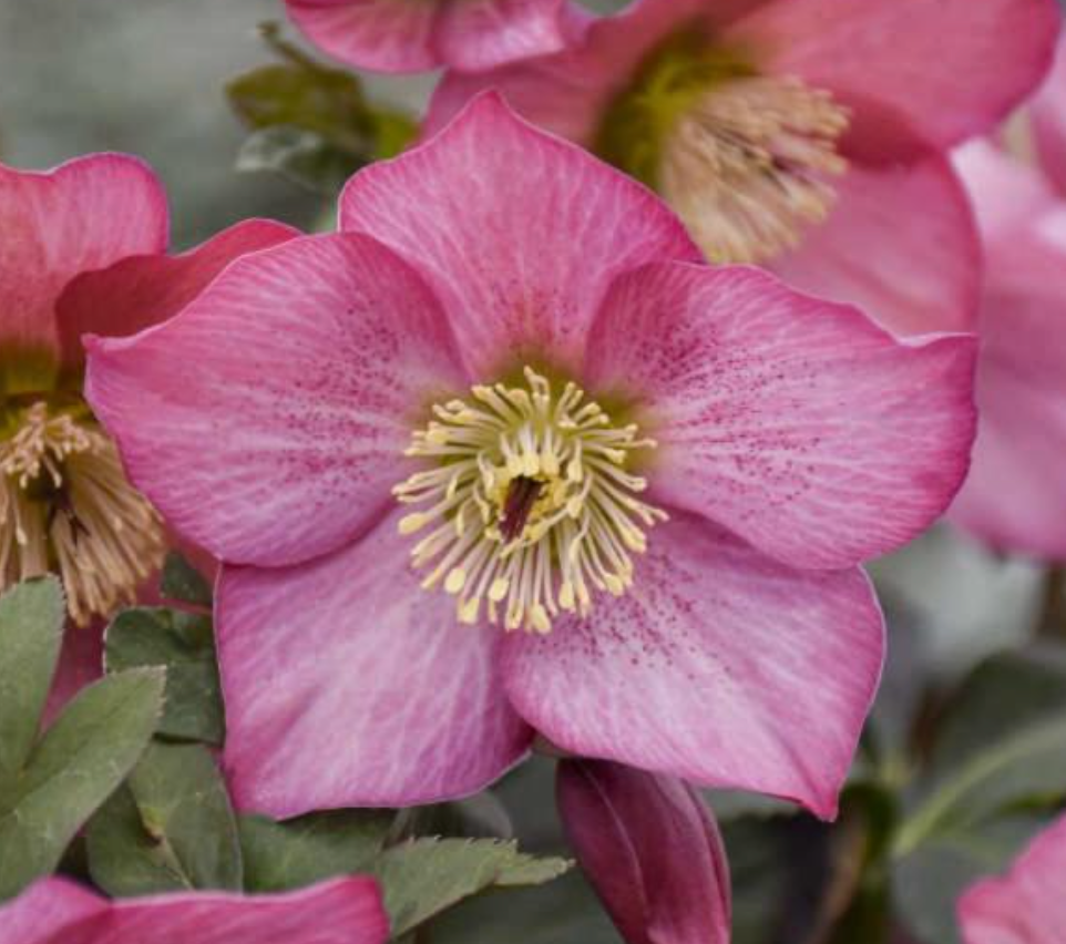 Helleborus ‘Rosemary’ Evergreen, deer resistant Lenten Rose (2 Plants)