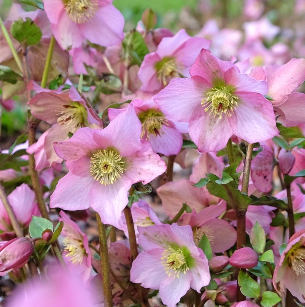 Helleborus ‘Rosemary’ Evergreen, deer resistant Lenten Rose (2 Plants)