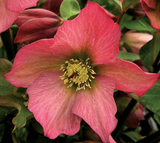 Helleborus ‘Rosemary’ Evergreen, deer resistant Lenten Rose (2 Plants)