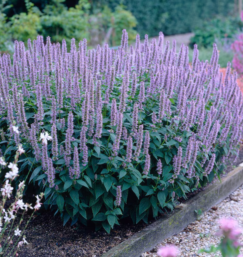 Agastache 'Blue Fortune – Hummingbird Mint (3 Plants)