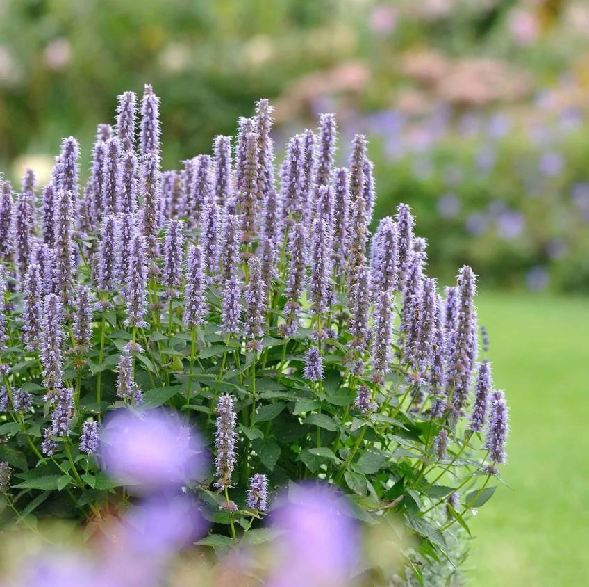 Agastache 'Blue Fortune – Hummingbird Mint (3 Plants)