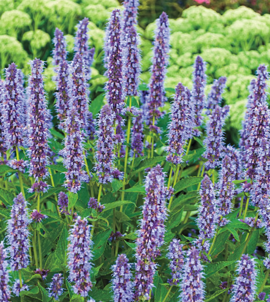 Agastache 'Blue Fortune – Hummingbird Mint (3 Plants)