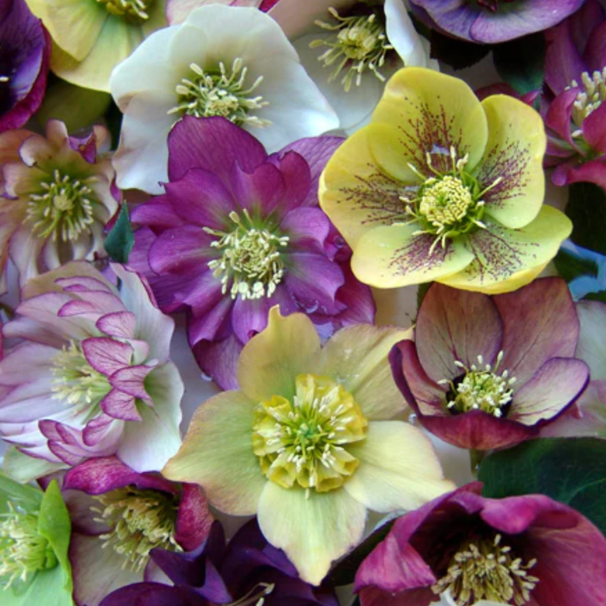Helleborus Brandywine’ Lenten Rose (4 plants)
