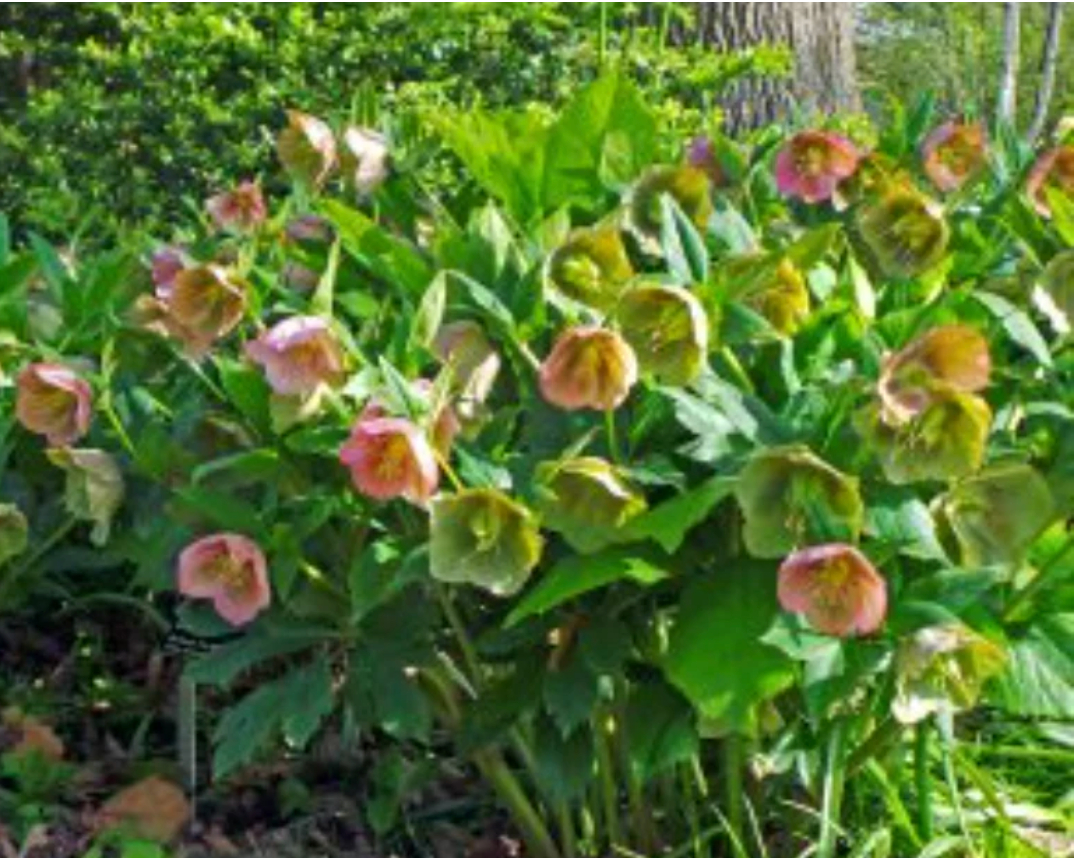 Helleborus Brandywine’ Lenten Rose (4 plants)