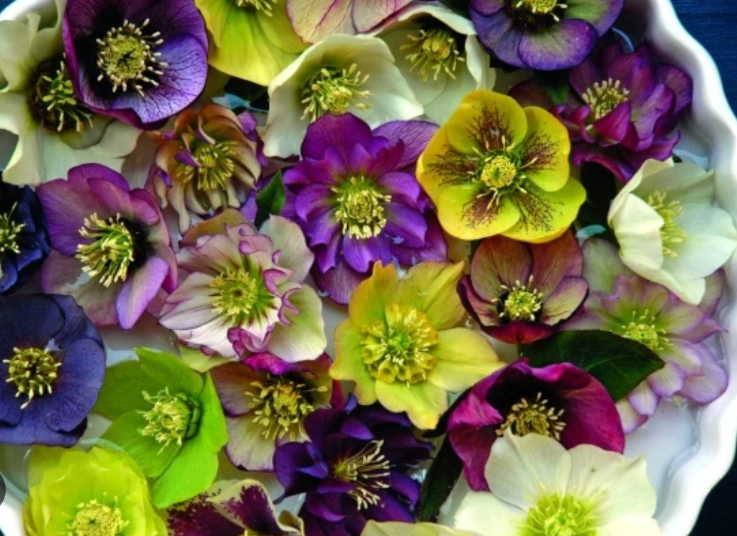 Helleborus Brandywine’ Lenten Rose (4 plants)