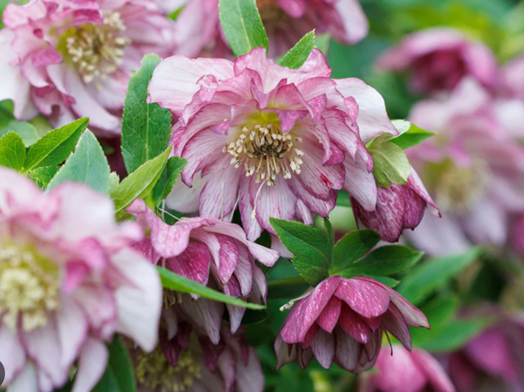 Helleborus Brandywine’ Lenten Rose (4 plants)
