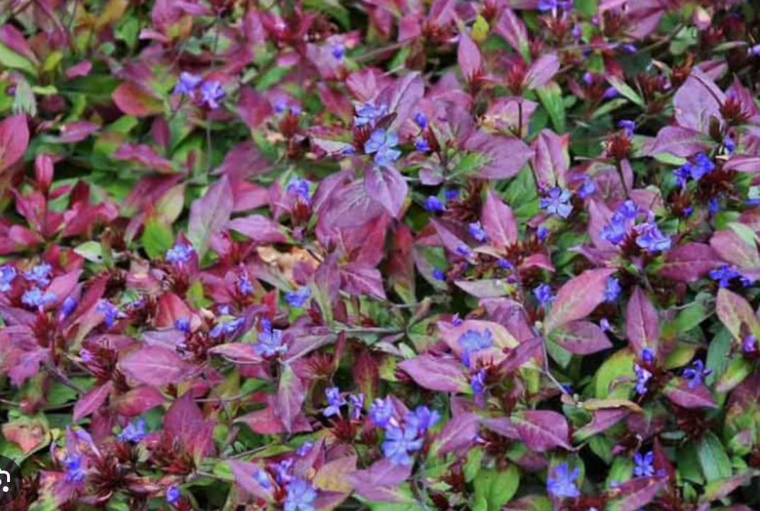 Ceratostigma plumbaginoides (Plumbago) – 3 Plants