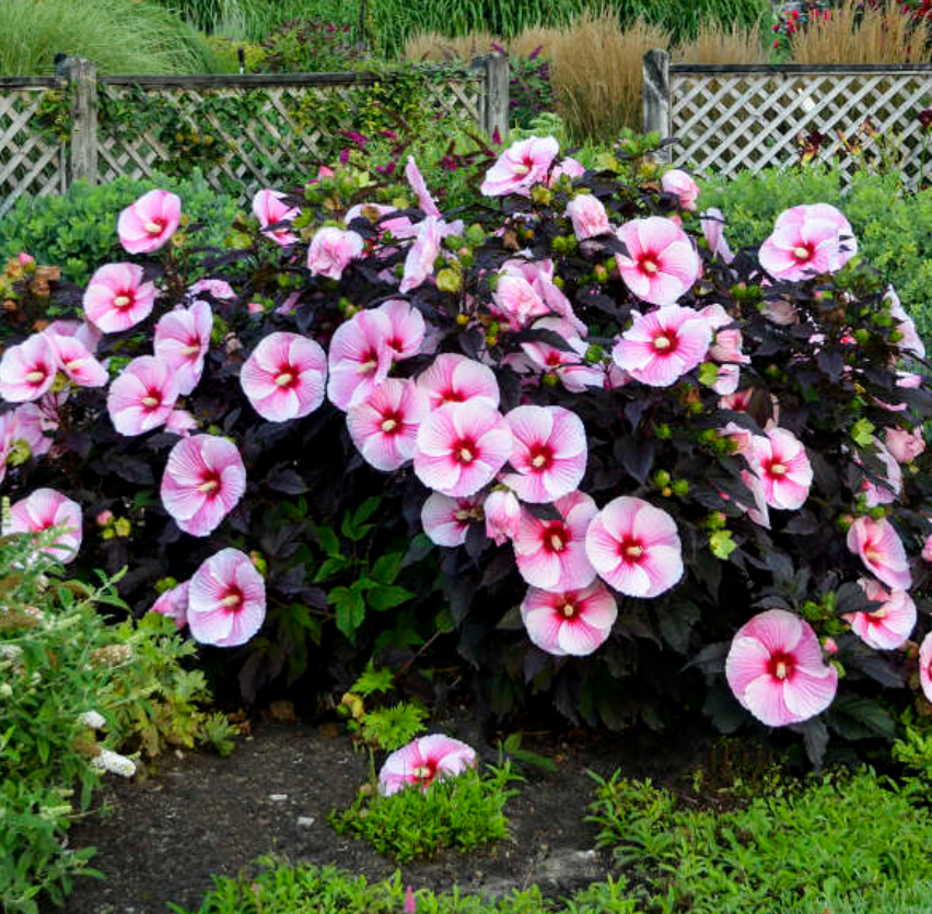 HIBISCUS 'Midnight Marvel' or ‘Starry Starry Night’ (2 Plants)