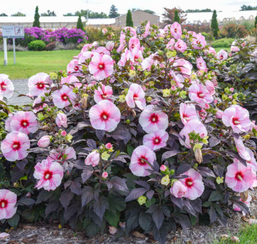 HIBISCUS 'Midnight Marvel' or ‘Starry Starry Night’ (2 Plants)