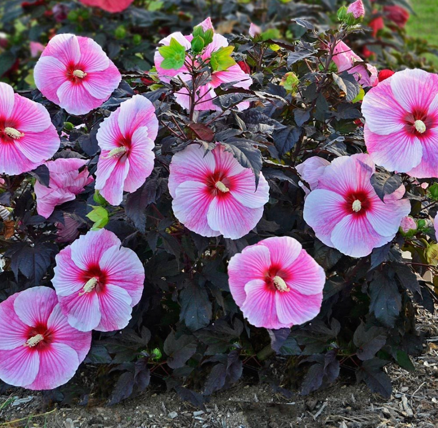 HIBISCUS 'Midnight Marvel' or ‘Starry Starry Night’ (2 Plants)