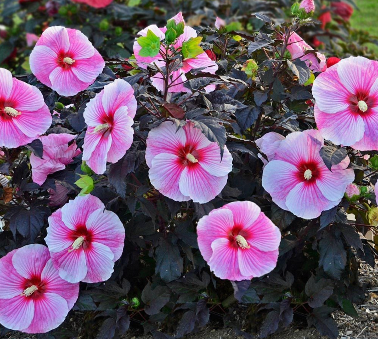 HIBISCUS 'Midnight Marvel' or ‘Starry Starry Night’ (2 Plants)