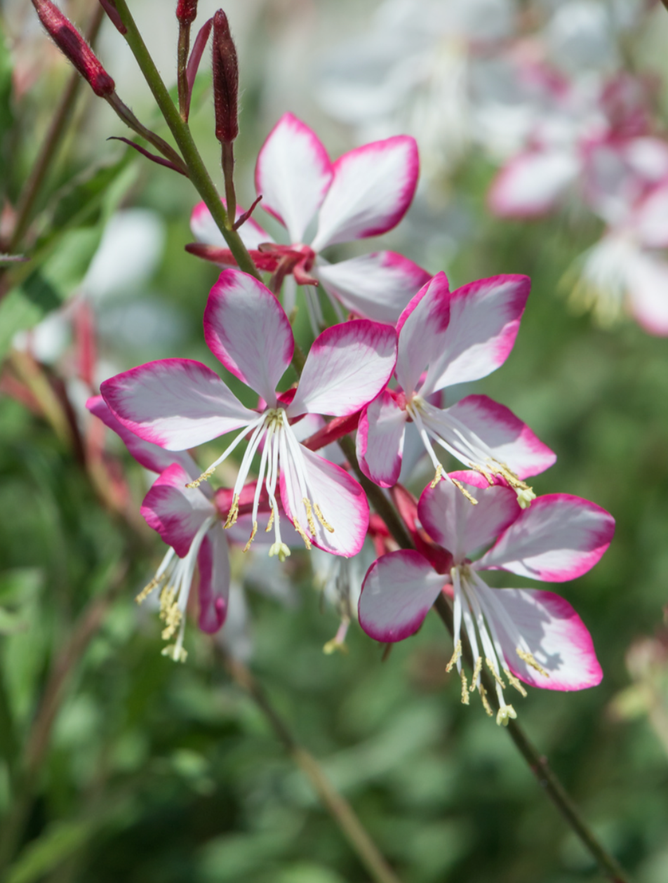 Gaura "Sparkling White or "Whirling Butterflies" or Rosey Jane or Crimson butterfly - Native perennials