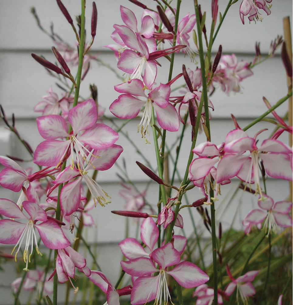 Gaura "Sparkling White or "Whirling Butterflies" or Rosey Jane or Crimson butterfly - Native perennials