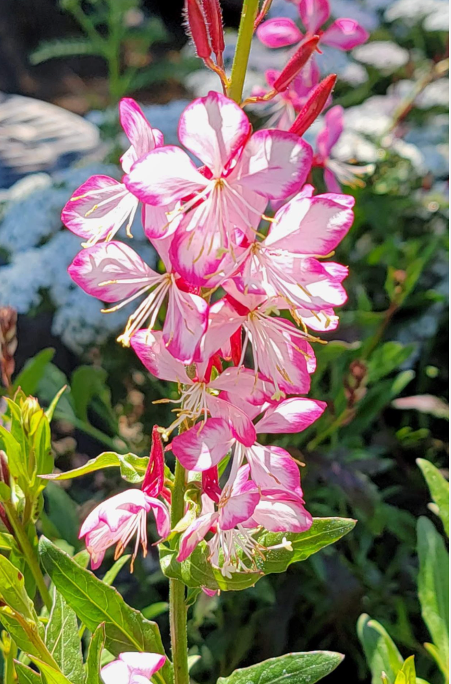 Gaura "Sparkling White or "Whirling Butterflies" or Rosey Jane or Crimson butterfly - Native perennials
