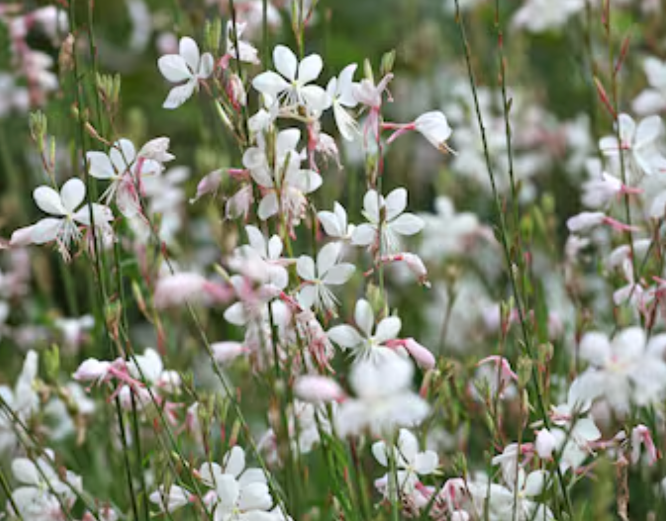 Gaura "Sparkling White or "Whirling Butterflies" or Rosey Jane or Crimson butterfly - Native perennials