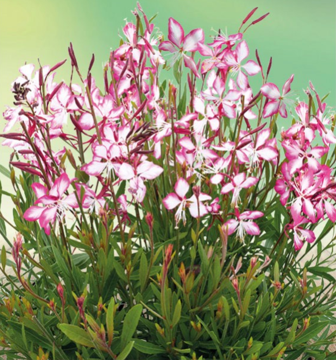 Gaura "Sparkling White or "Whirling Butterflies" or Rosey Jane or Crimson butterfly - Native perennials