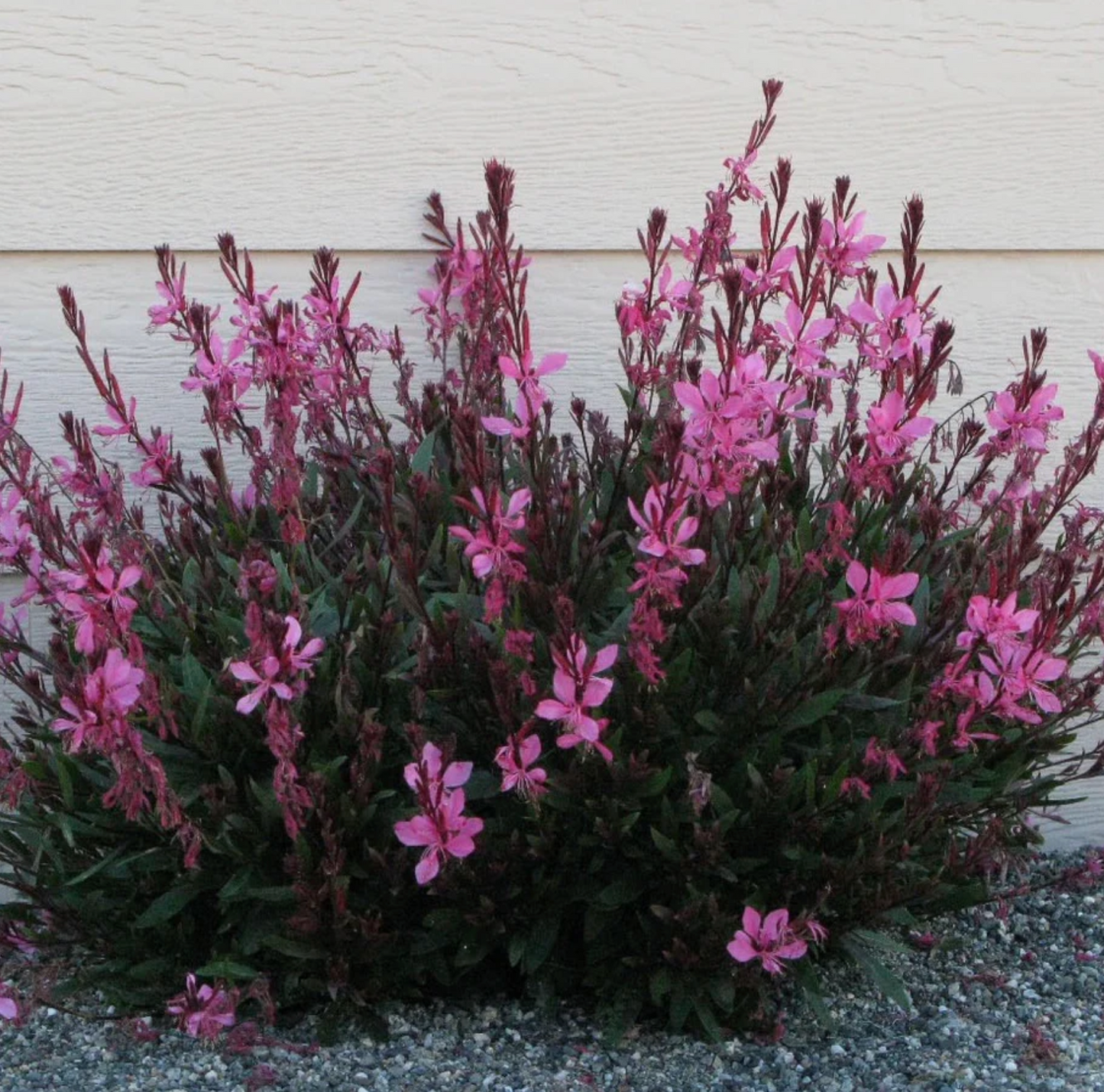 Gaura "Sparkling White or "Whirling Butterflies" or Rosey Jane or Crimson butterfly - Native perennials