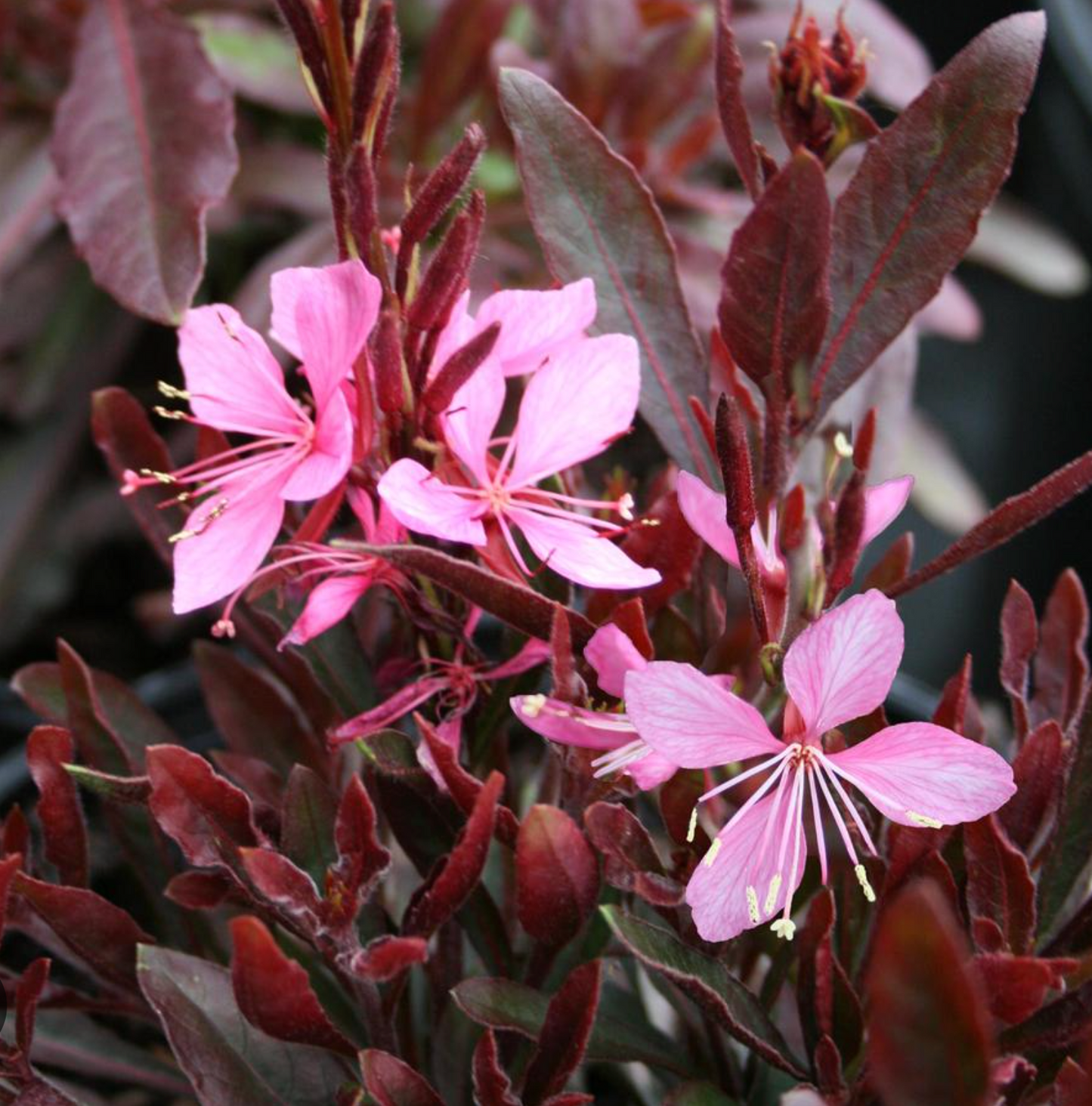 Gaura "Sparkling White or "Whirling Butterflies" or Rosey Jane or Crimson butterfly - Native perennials