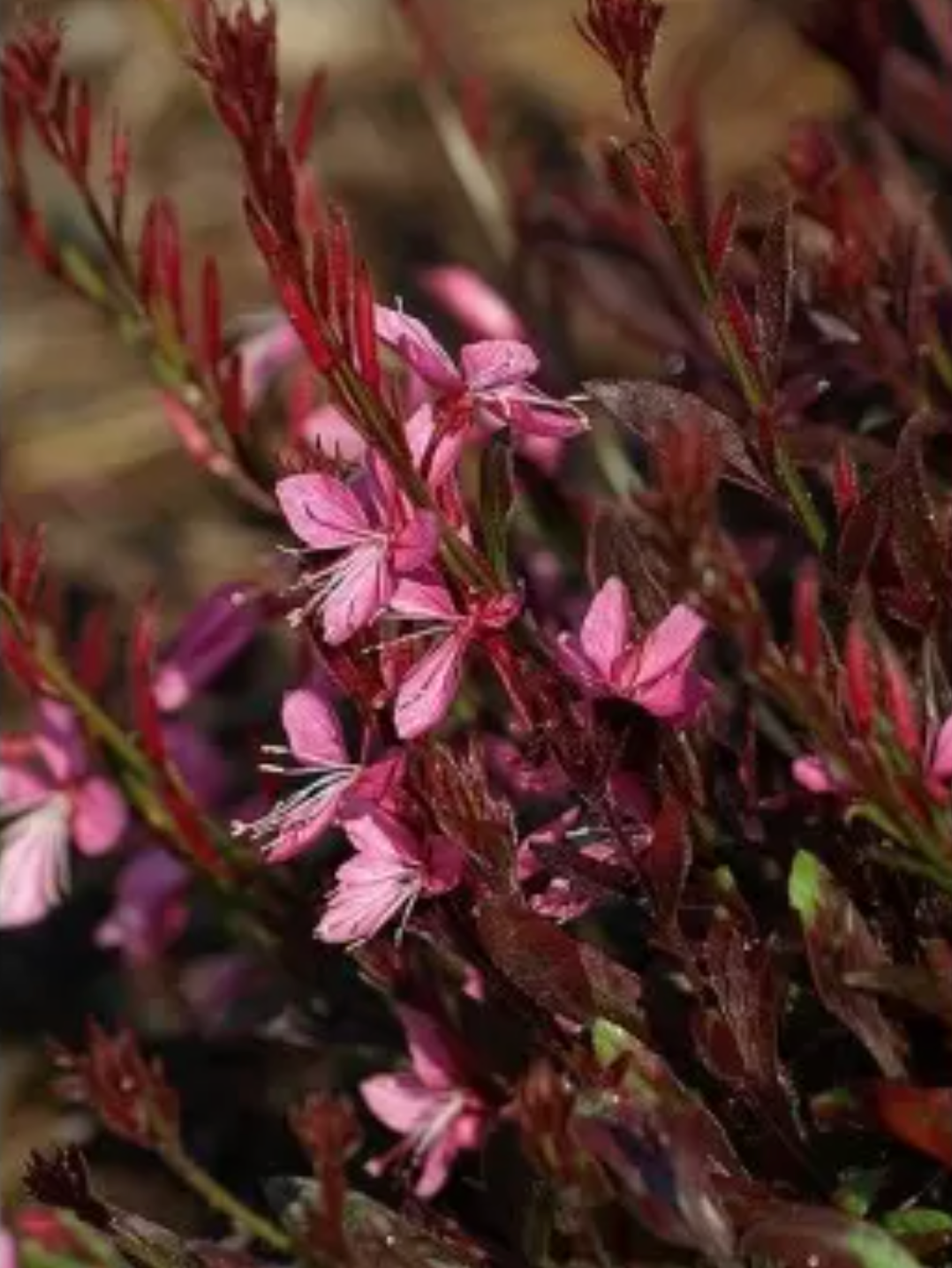 Gaura "Sparkling White or "Whirling Butterflies" or Rosey Jane or Crimson butterfly - Native perennials