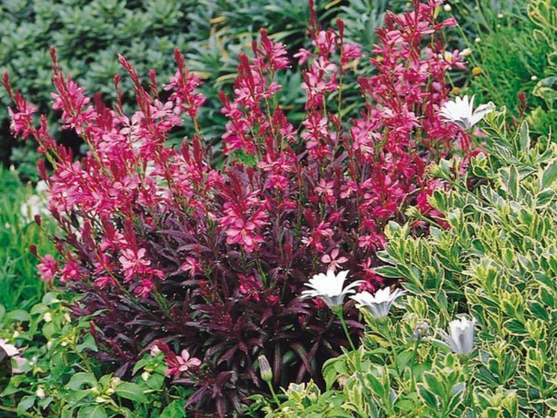 Gaura "Sparkling White or "Whirling Butterflies" or Rosey Jane or Crimson butterfly - Native perennials