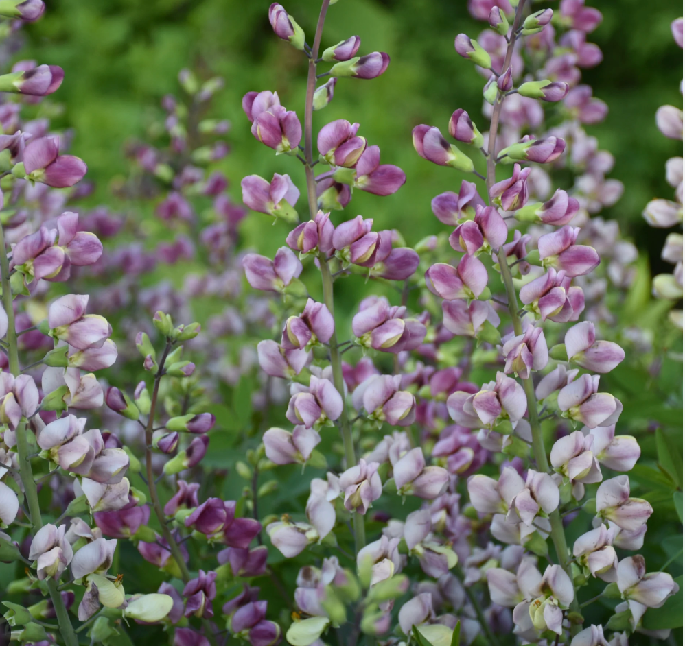 Baptisia 'Lunar Eclipse'  or ‘Plum Rosy’– False Indigo (2 Plants)
