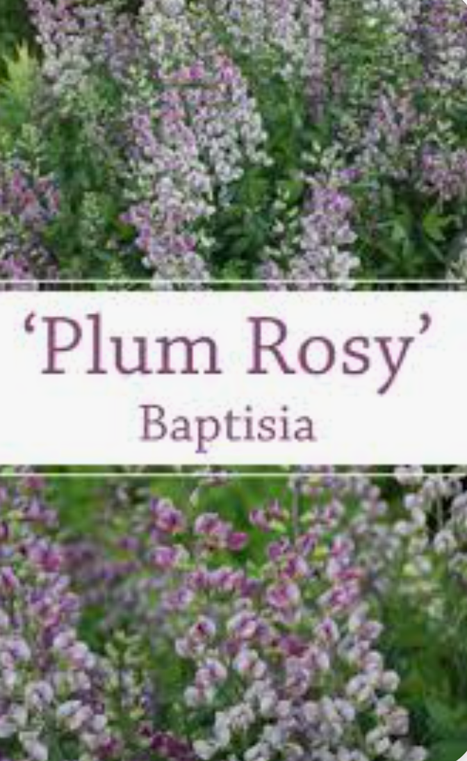 Baptisia 'Lunar Eclipse'  or ‘Plum Rosy’– False Indigo (2 Plants)