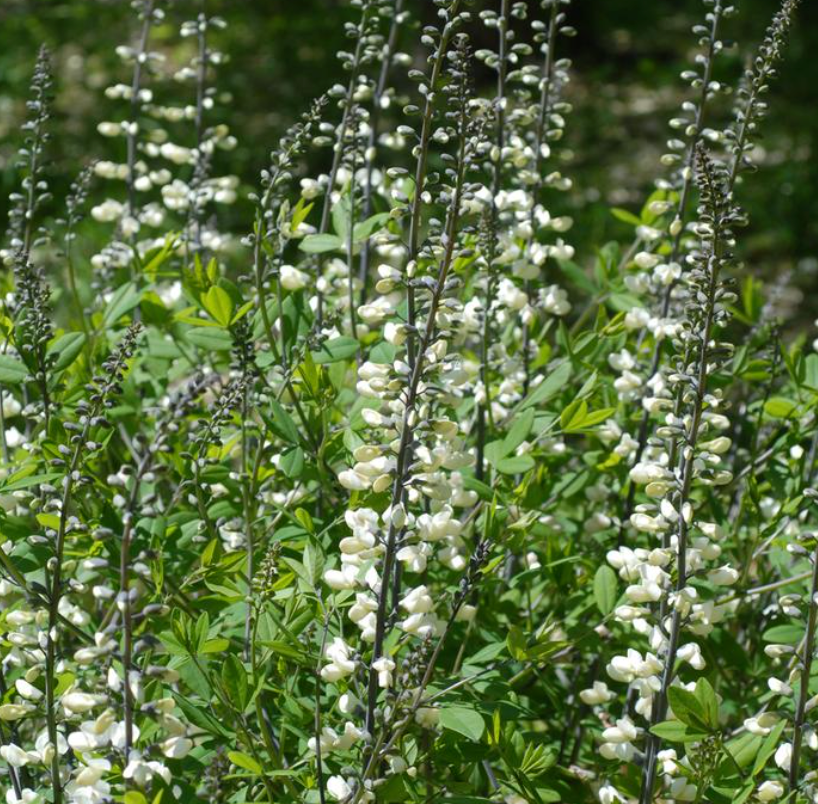 Baptisia 'Lunar Eclipse'  or ‘Plum Rosy’– False Indigo (2 Plants)